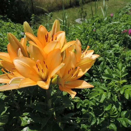 Achteridyll Casa de hóspedes