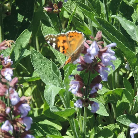 Achteridyll בית הארחה 4*