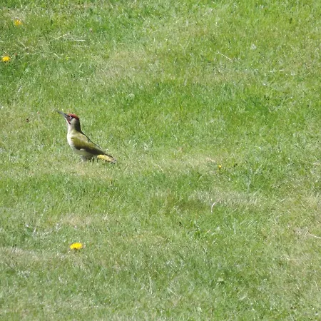 Gasthof Achteridyll 4*